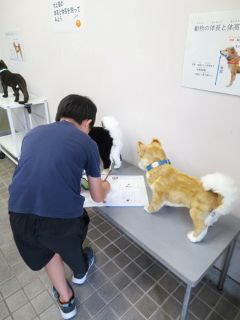 （犬の体長・体高の測定）