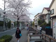 学校周辺の桜並木