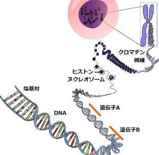 DNAの塩基と遺伝子の関係性