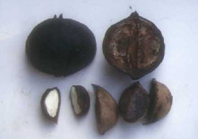 写真：オオアブラギリの実と種子