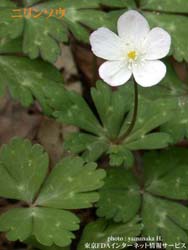 A case has been reported where soft windflower and aconite leaves
were ingested accidentally.
