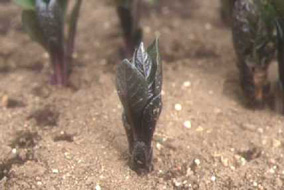 Japanese belladonna fresh sprouts (poisonous)