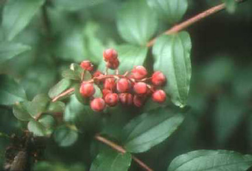Coriaria japonica fruits
