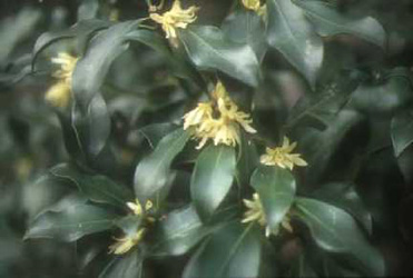 Illicium anisatum flower