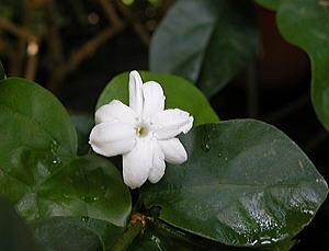 Jasmine (properly “Arabian jasmine” (Oleaceae))