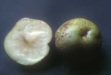 Potato with epidermal part turning green
