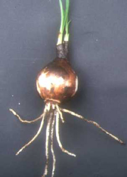 Scaly bulb of the Lycoris radiata