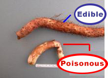 Above: Japanese yam (edible) Below: Glory lily bulbs (poisonous)