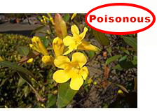 Carolina jasmine(poisonous)