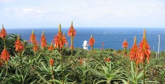 大越鼻灯台とアロエの花