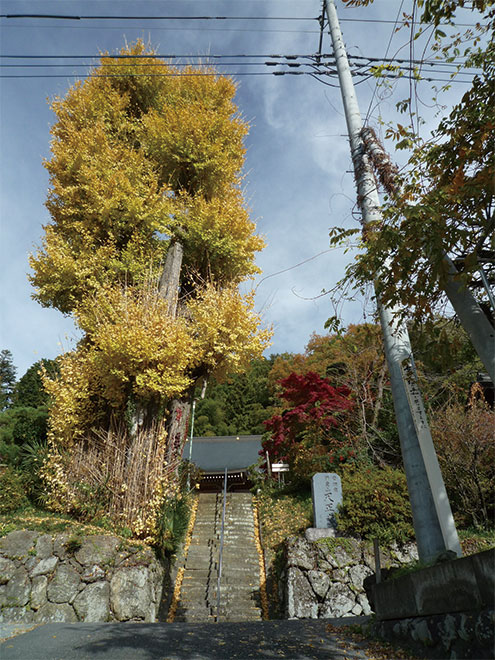 Tensho-ji Temple and Ginkgo tree