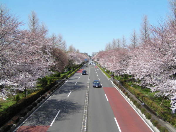 Daigaku-dori Ave.