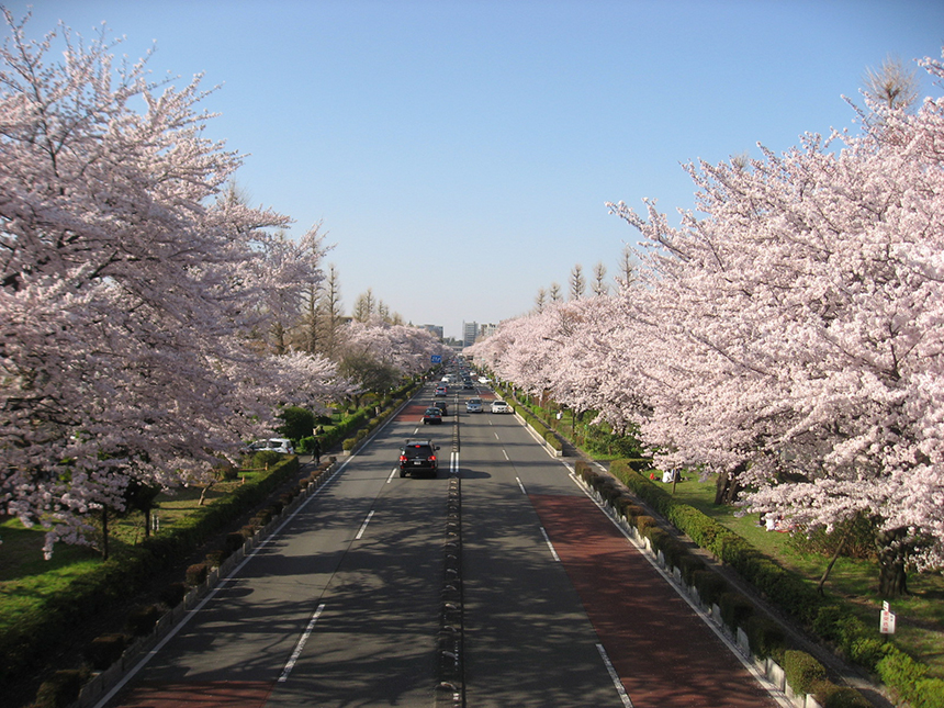Cherry Blossoms on Daigaku-dori Ave.