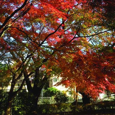 Autumn leaves along the Kanda River