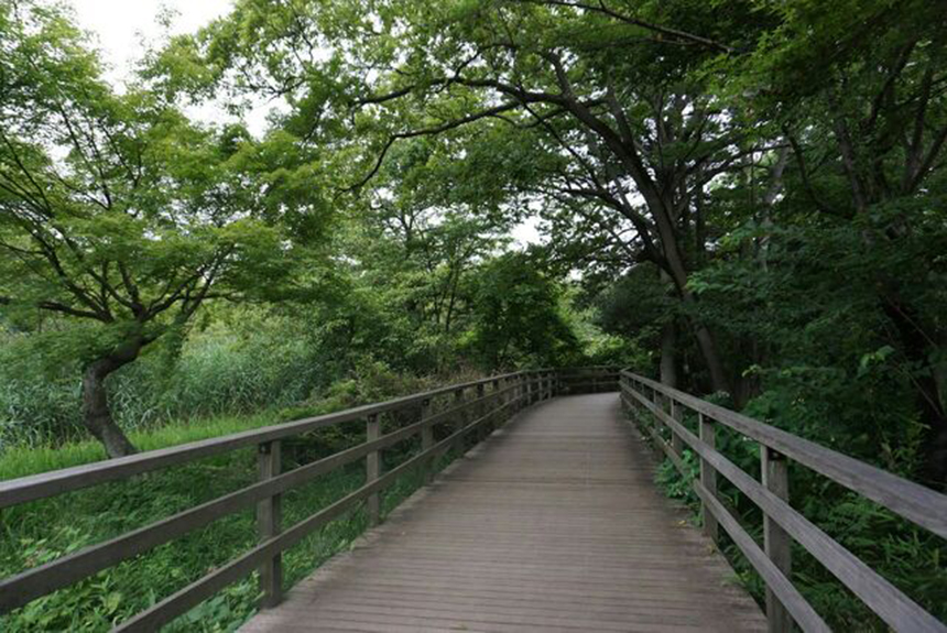 石神井公園木の小道